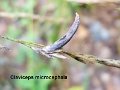 Claviceps microcephala-amf2180